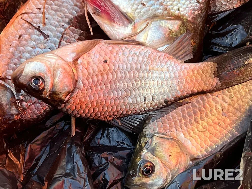 Crucian carp — Tura, May 13, 2025, 6:53 PM