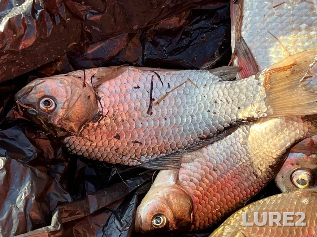 Crucian carp — Tura, May 13, 2025, 6:54 PM