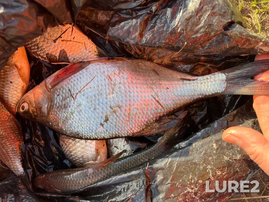 Bream — Tura, May 13, 2025, 6:53 PM