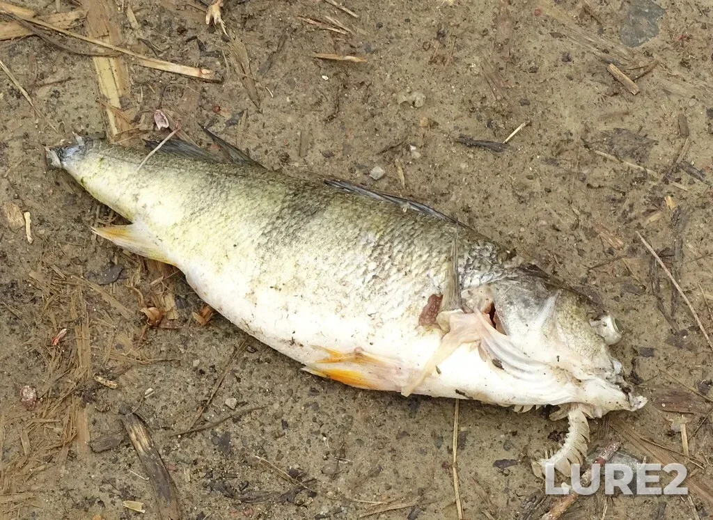 Yellow perch — Saint Lawrence River, May 09, 2025, 12:51 PM