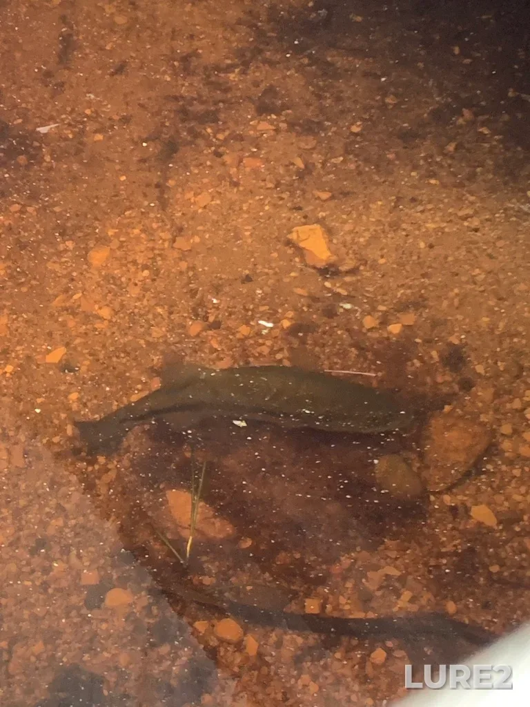 Largemouth bass — Tiessen Channel, May 12, 2025, 5:18 PM
