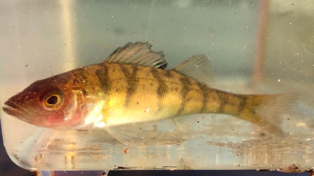 Yellow perch — Grundy Lake, Jul 4, 2019