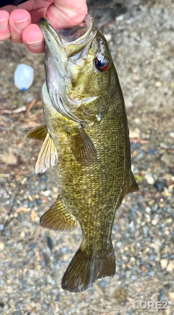 Smallmouth bass — Fancy Lake, May 17, 2025, 12:28 PM