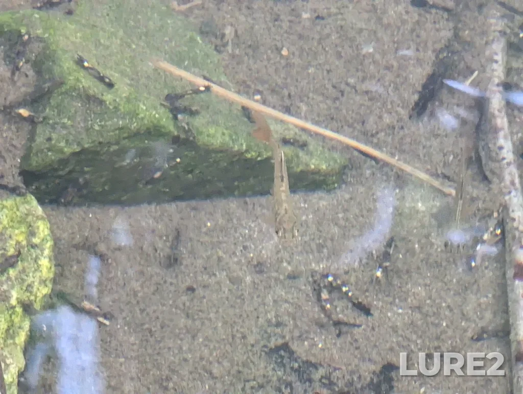 Coho salmon — Vedder River, May 17, 2025, 6:01 PM