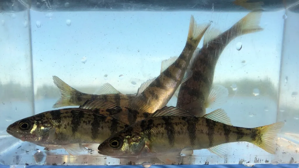 Yellow perch — Grundy Lake, Jul 4, 2019