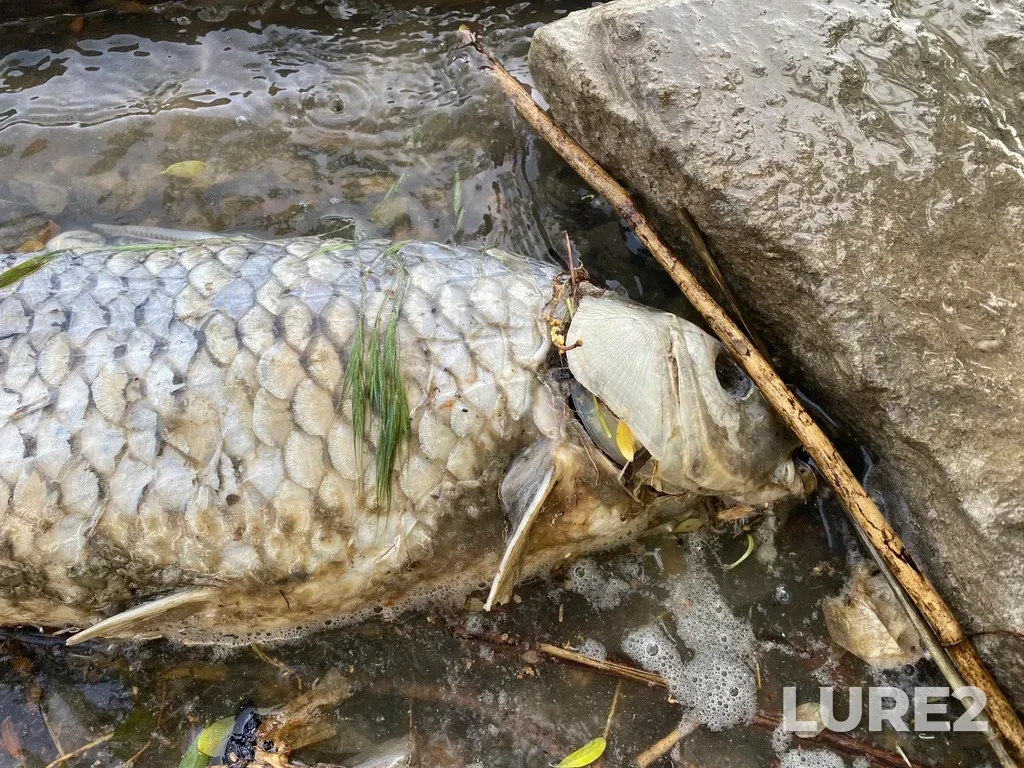 Carp — Kuban, May 17, 2025, 3:33 PM