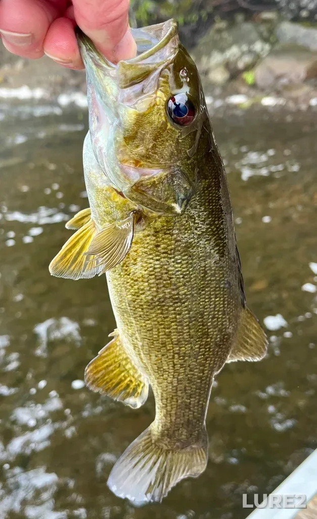 Smallmouth bass — Fancy Lake, May 18, 2025, 1:01 PM