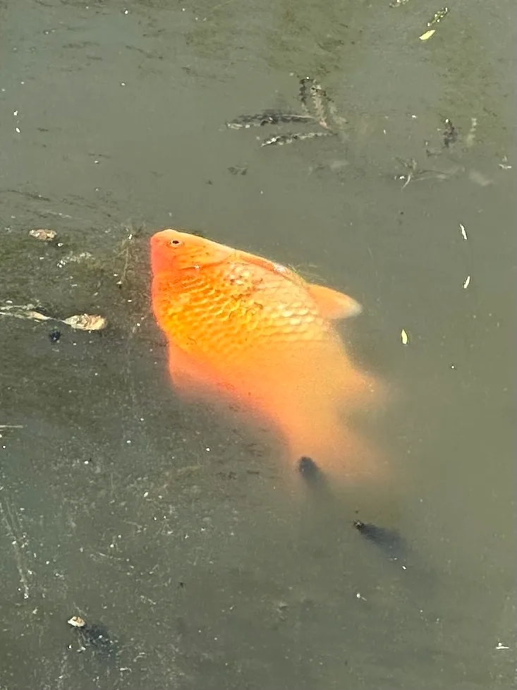 Crucian carp — Dickinson Creek, May 14, 2025