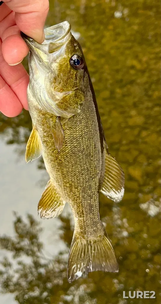 Smallmouth bass — Fancy Lake, May 18, 2025, 7:17 PM