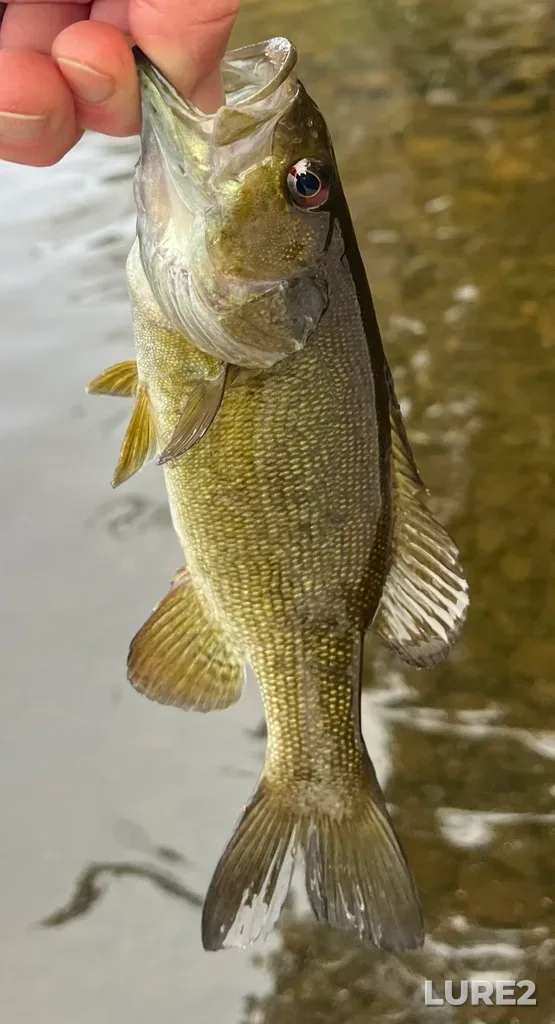 Smallmouth bass — Fancy Lake, May 18, 2025, 7:33 PM