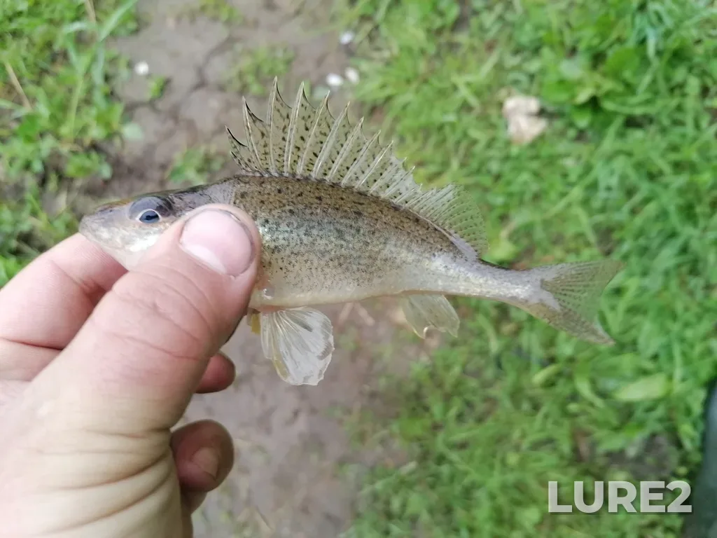 Ruffe — Ay, May 20, 2025, 6:11 AM