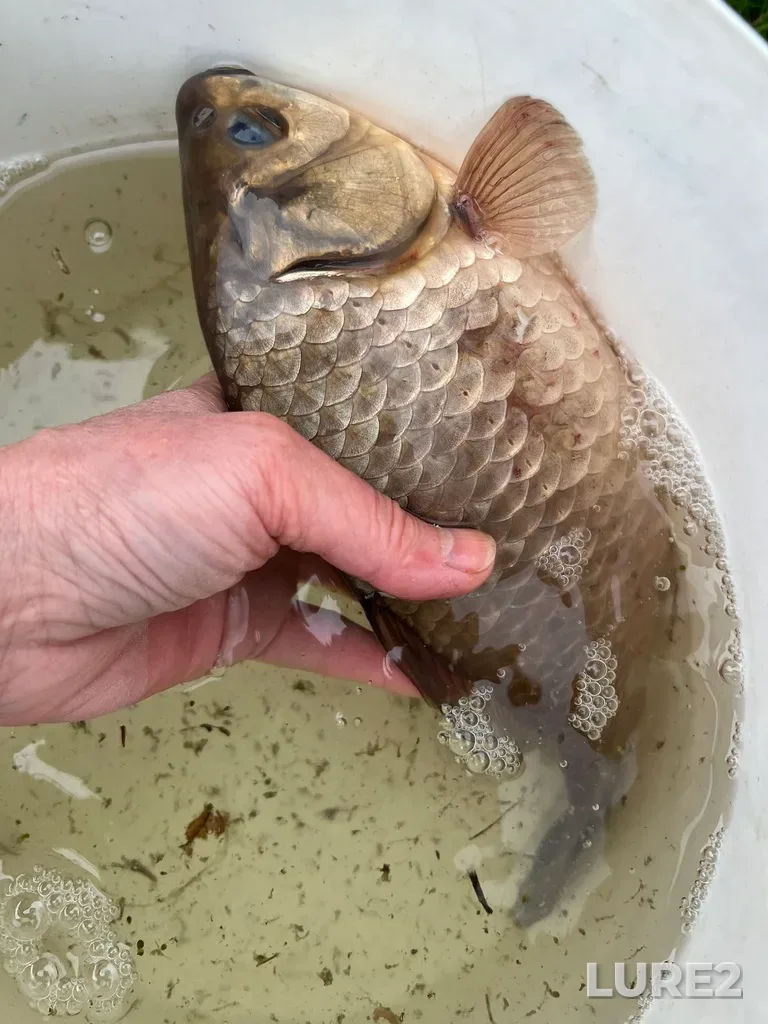 Crucian carp — Tura, May 21, 2025, 11:41 AM