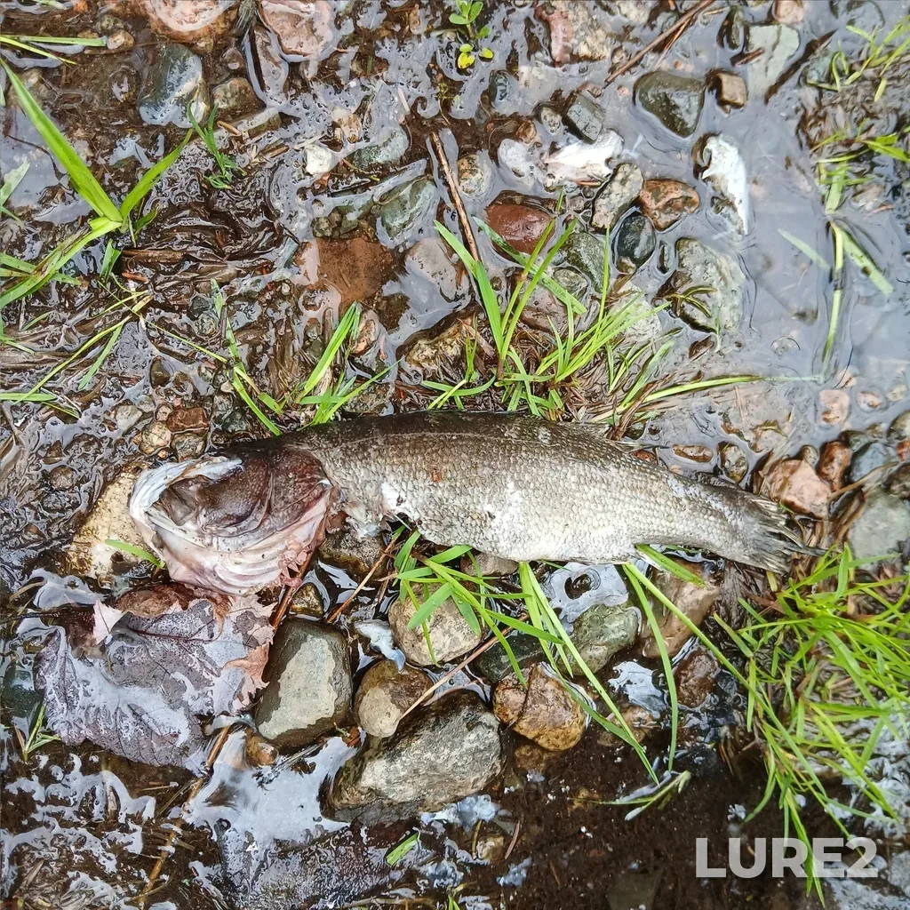 Smallmouth bass — Fisher Lake, May 22, 2025, 3:26 PM