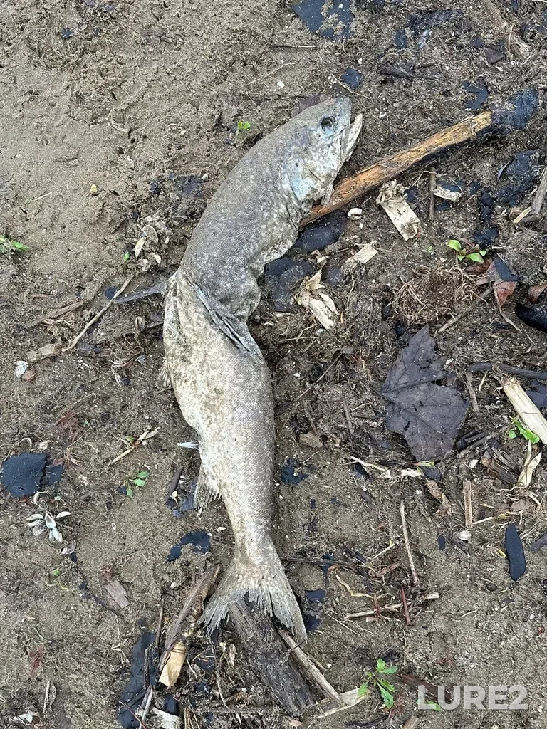 Lake trout — Lake Erie, May 21, 2025, 1:12 PM