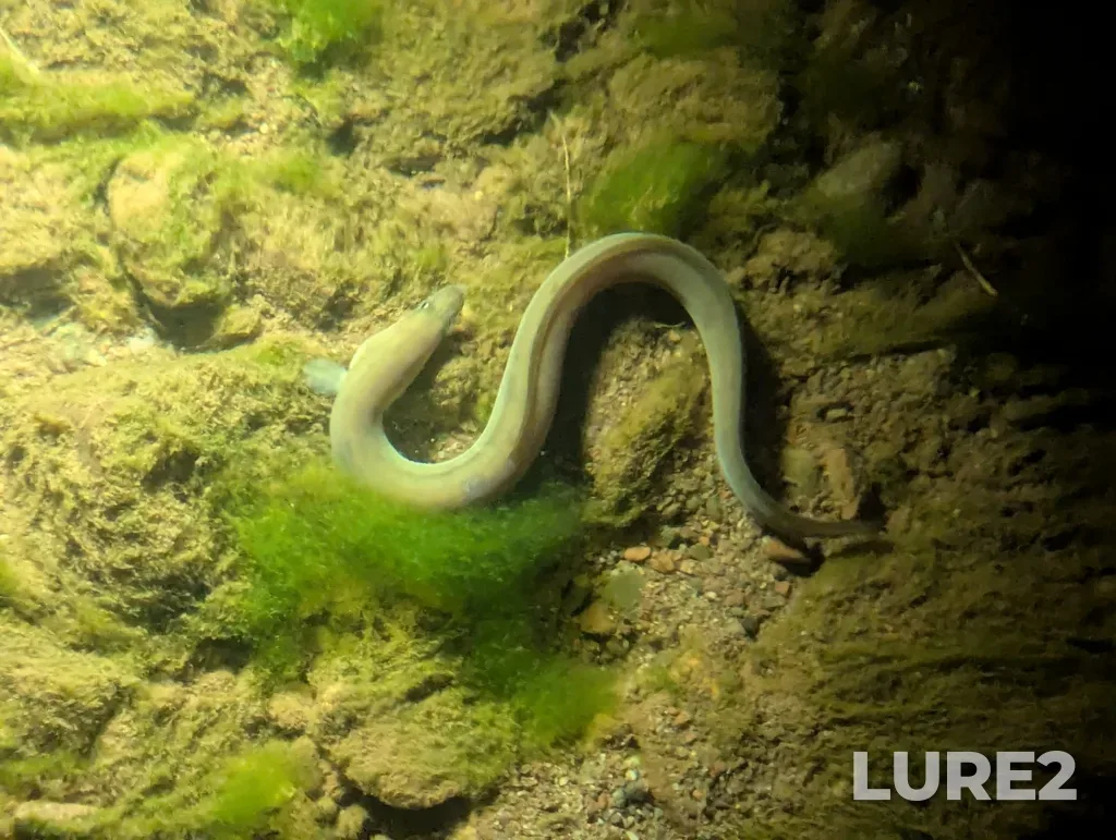 European eel — Hammond River, May 23, 2025, 12:21 AM