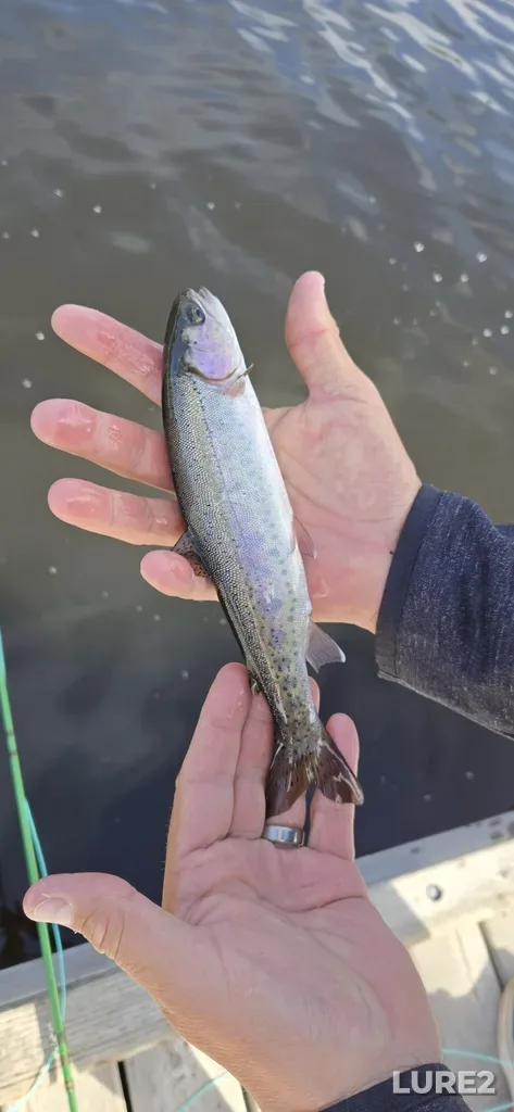 Rainbow trout — Walloper Lake, May 23, 2025, 9:08 AM