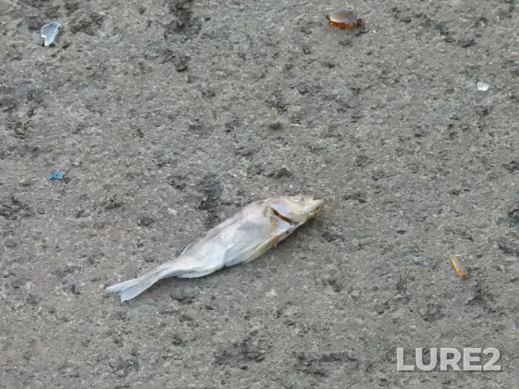 Perch — Kusa, May 26, 2025, 5:07 AM