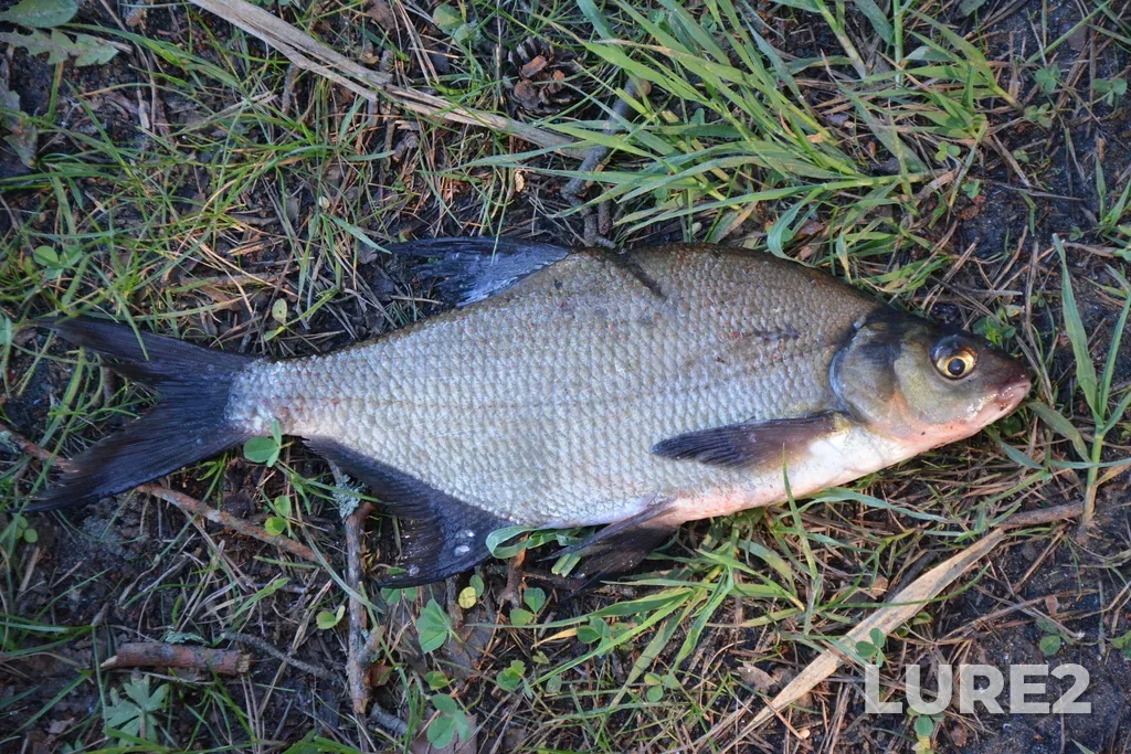 Bream — Selivanovskiy r-n, Vladimirskaya obl., Rossiya, May 28, 2025, 7:07 AM