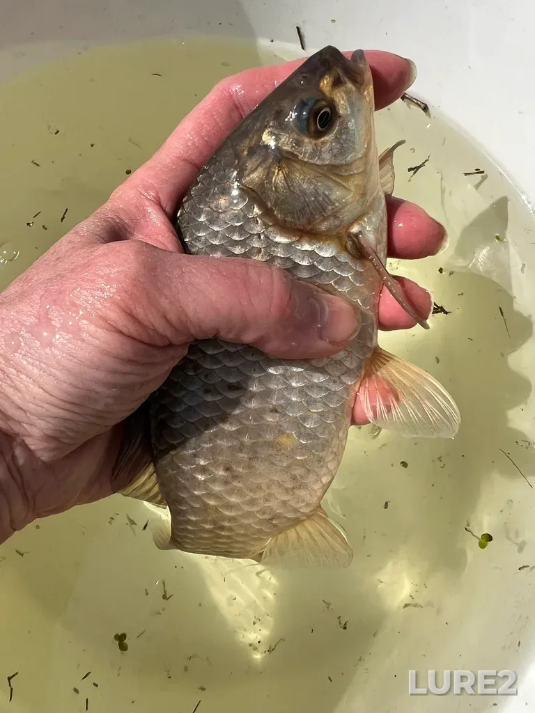 Crucian carp — Tura, May 28, 2025, 11:48 AM