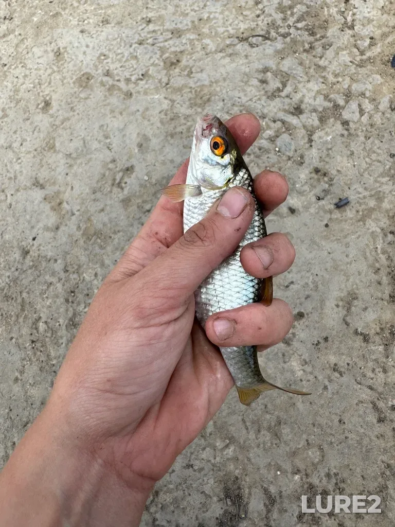 Roach — Sal, May 16, 2025, 1:53 PM