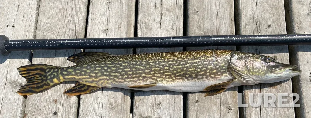 Pike — Moon Lake, May 28, 2025, 12:34 PM