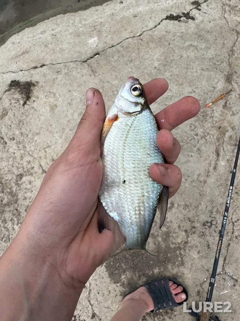 White bream — Sal, May 16, 2025, 1:51 PM