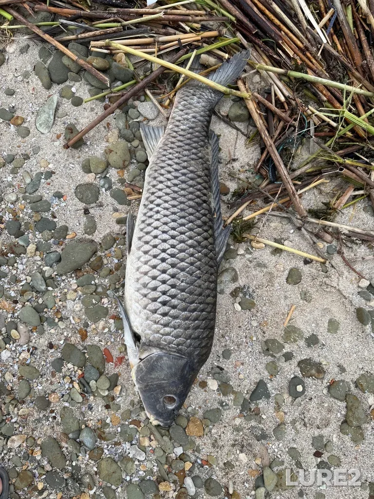 Carp — Kumshak, May 29, 2025, 6:45 PM