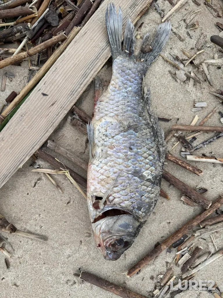 Crucian carp — Kumshak, May 29, 2025, 6:45 PM