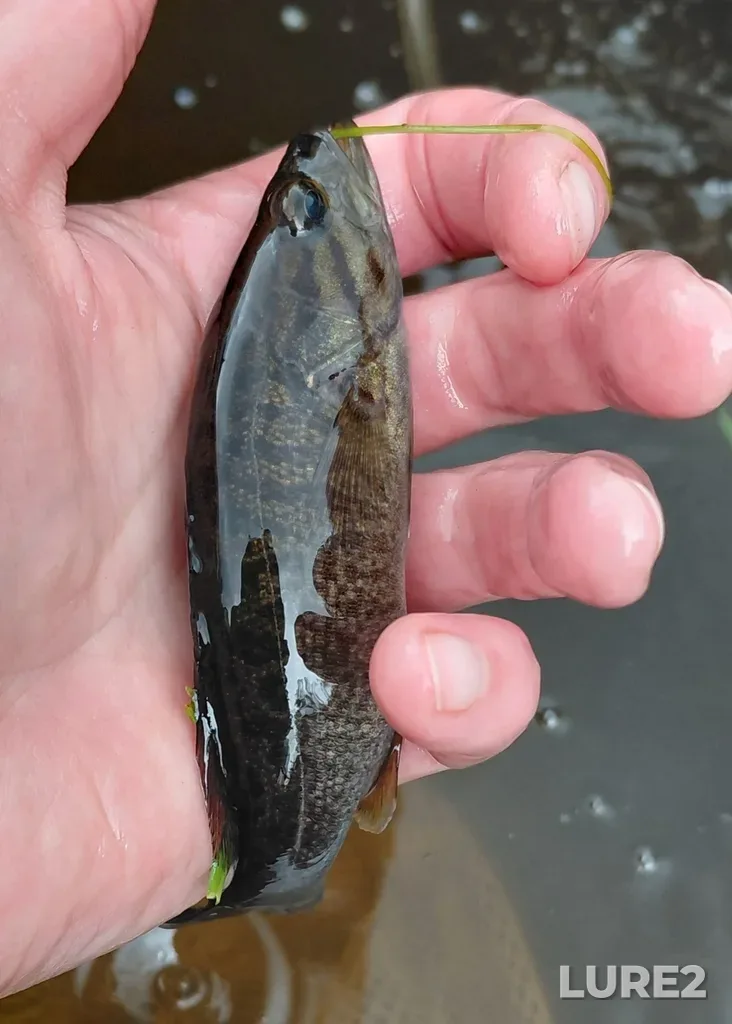 Smallmouth bass — Middle Lake, May 30, 2025, 2:33 PM
