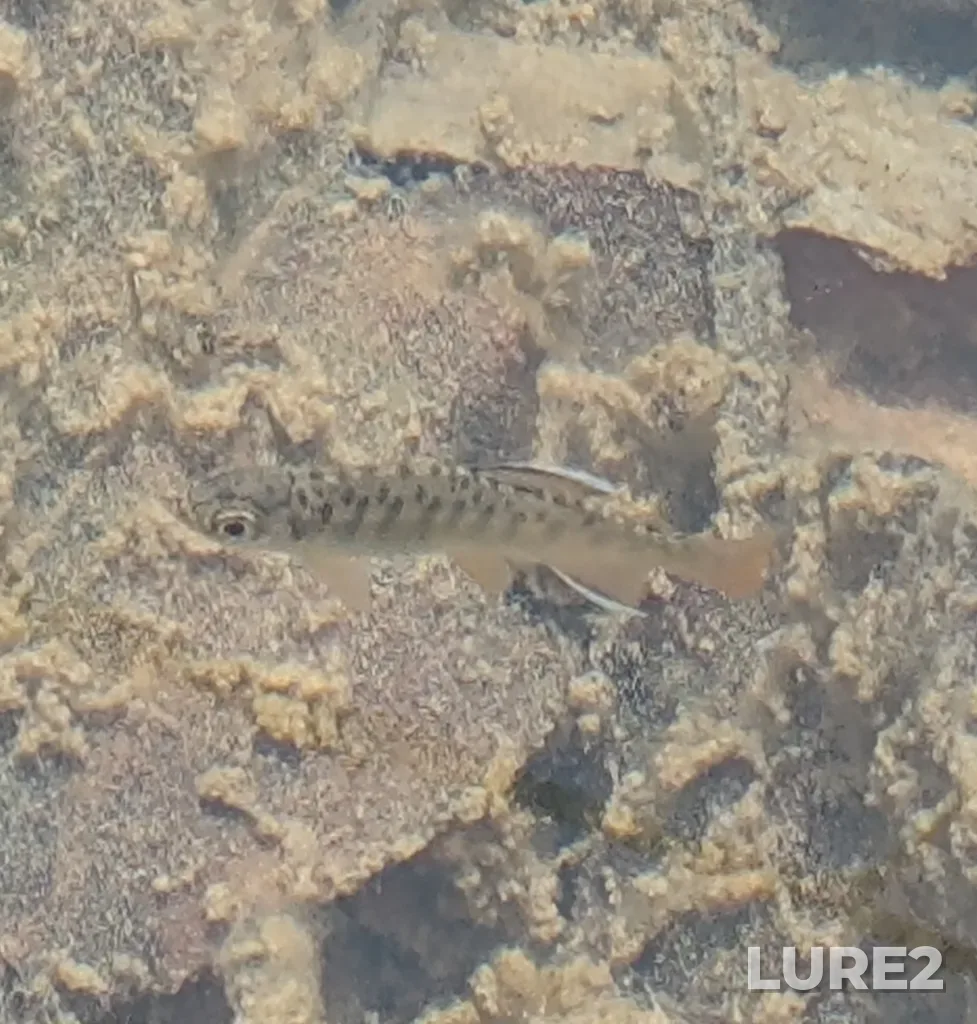 Coho salmon — Bridge River, May 30, 2025, 12:00 PM