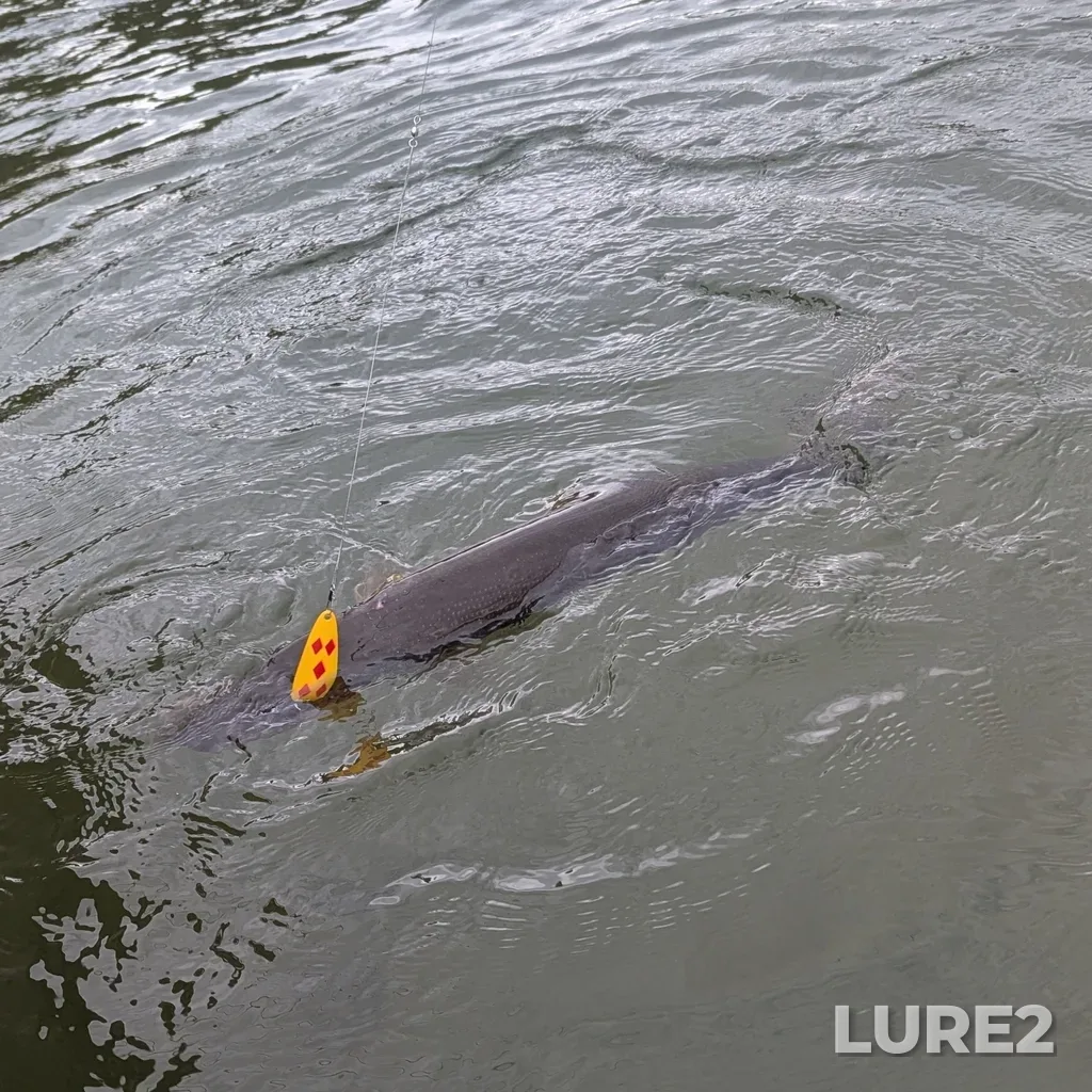 Pike — Hillgren Lakes, May 30, 2025, 1:29 PM