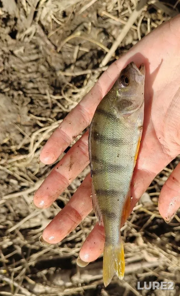 Perch — Tom, May 30, 2025, 4:58 PM