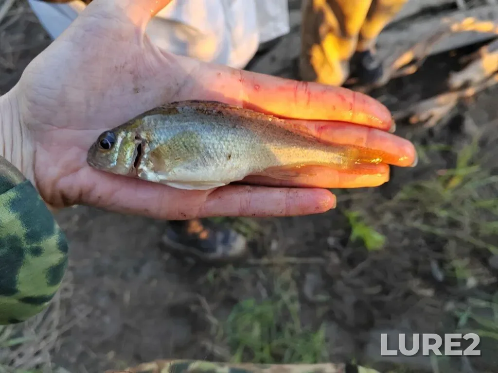 Ruffe — Tom, May 30, 2025, 5:58 PM