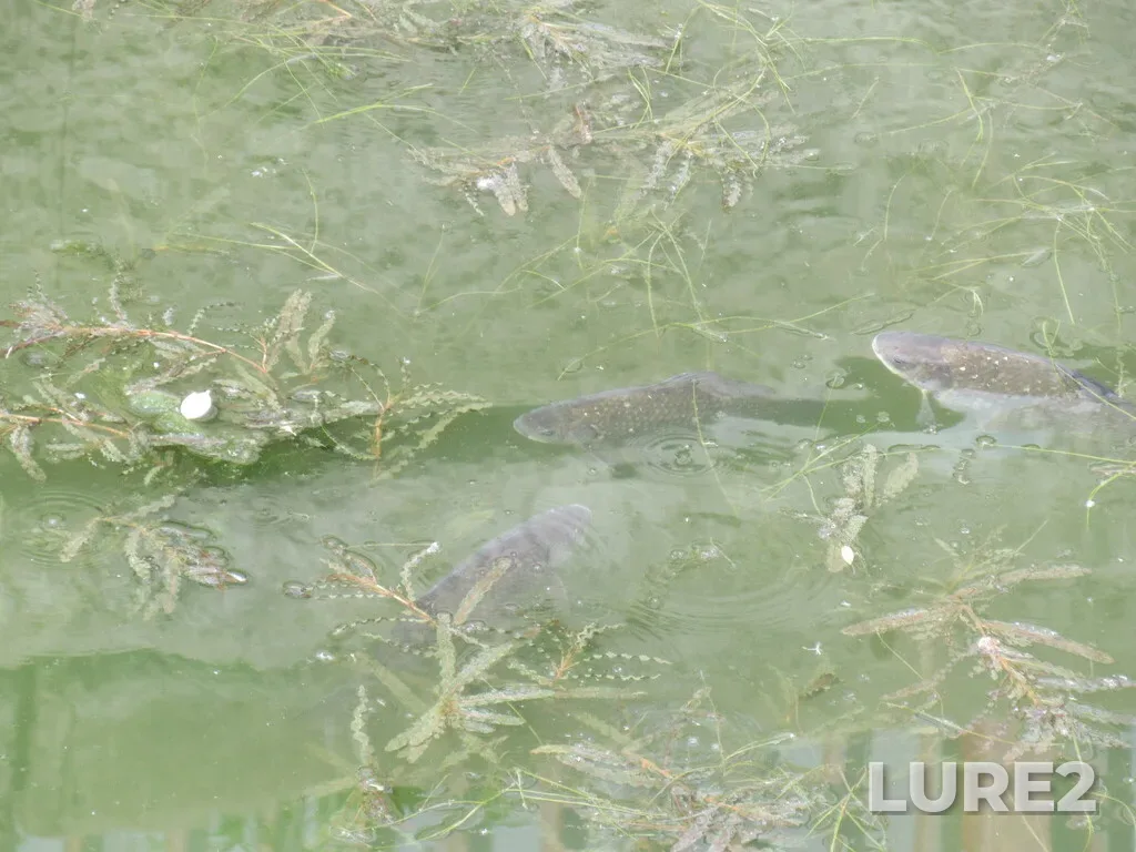 Crucian carp — Upa, May 31, 2025, 3:37 PM