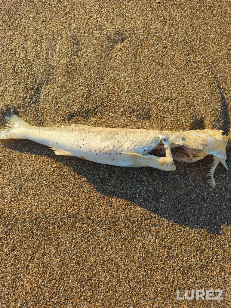 Walleye — Lake Huron, May 31, 2025