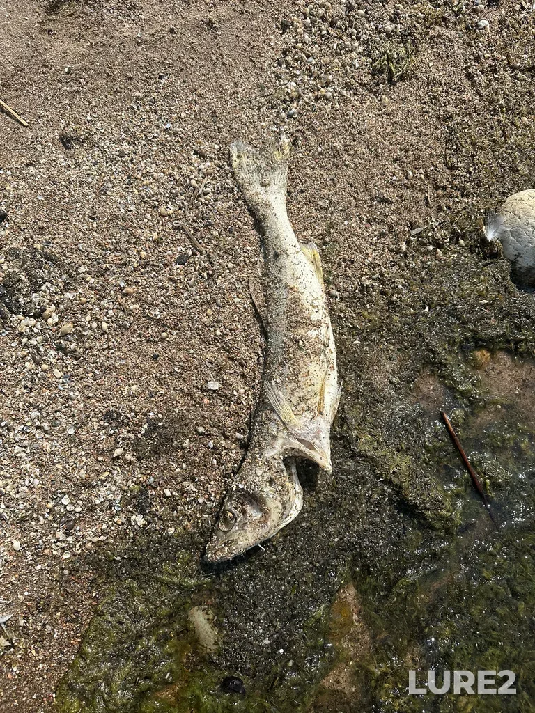 Walleye — Lac La Biche, May 31, 2025, 2:49 PM