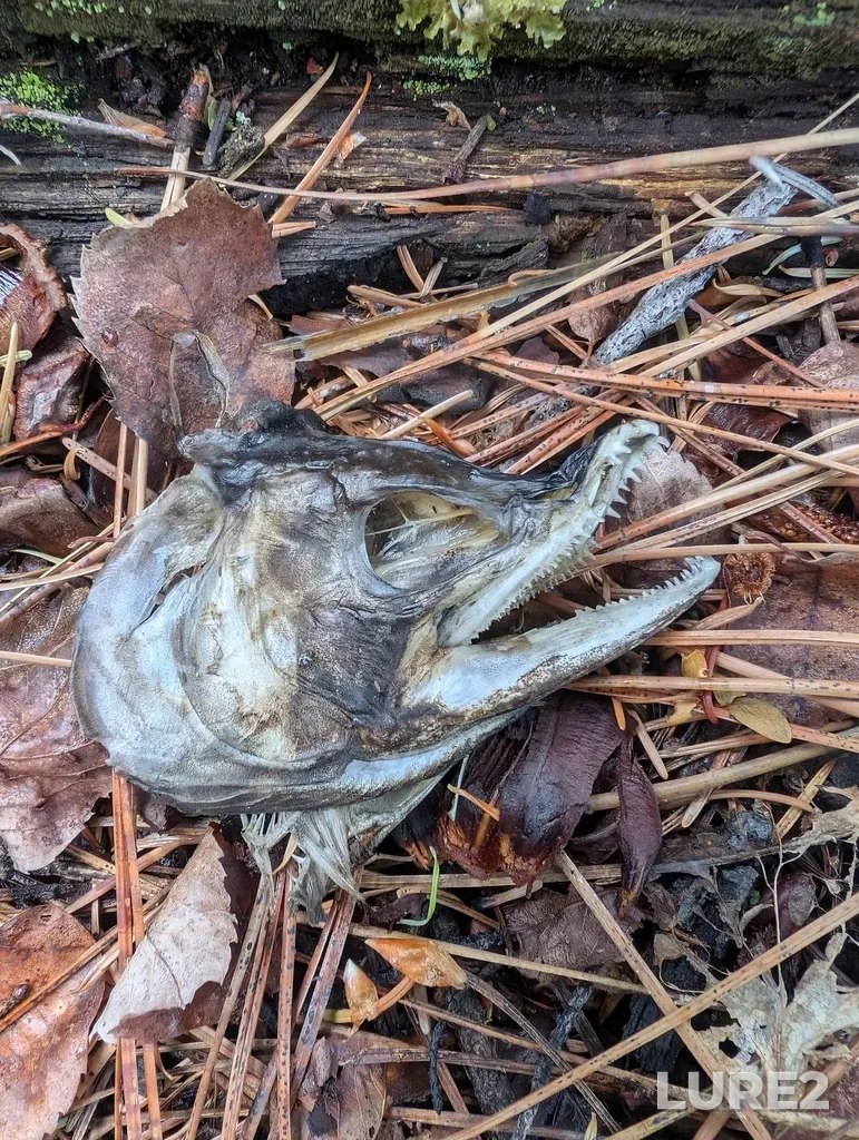 Sockeye salmon — Anderson Lake, May 31, 2025, 3:57 PM
