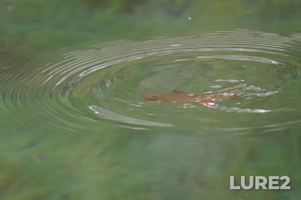 Brook trout — Rundle Forebay, Apr 23, 2025, 2:45 PM
