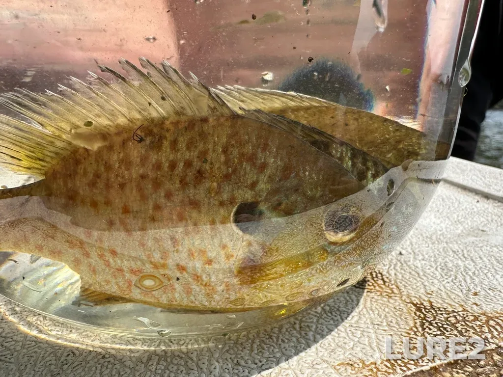 Bluegill — Opinicon Lake, Jun 02, 2025, 2:18 PM