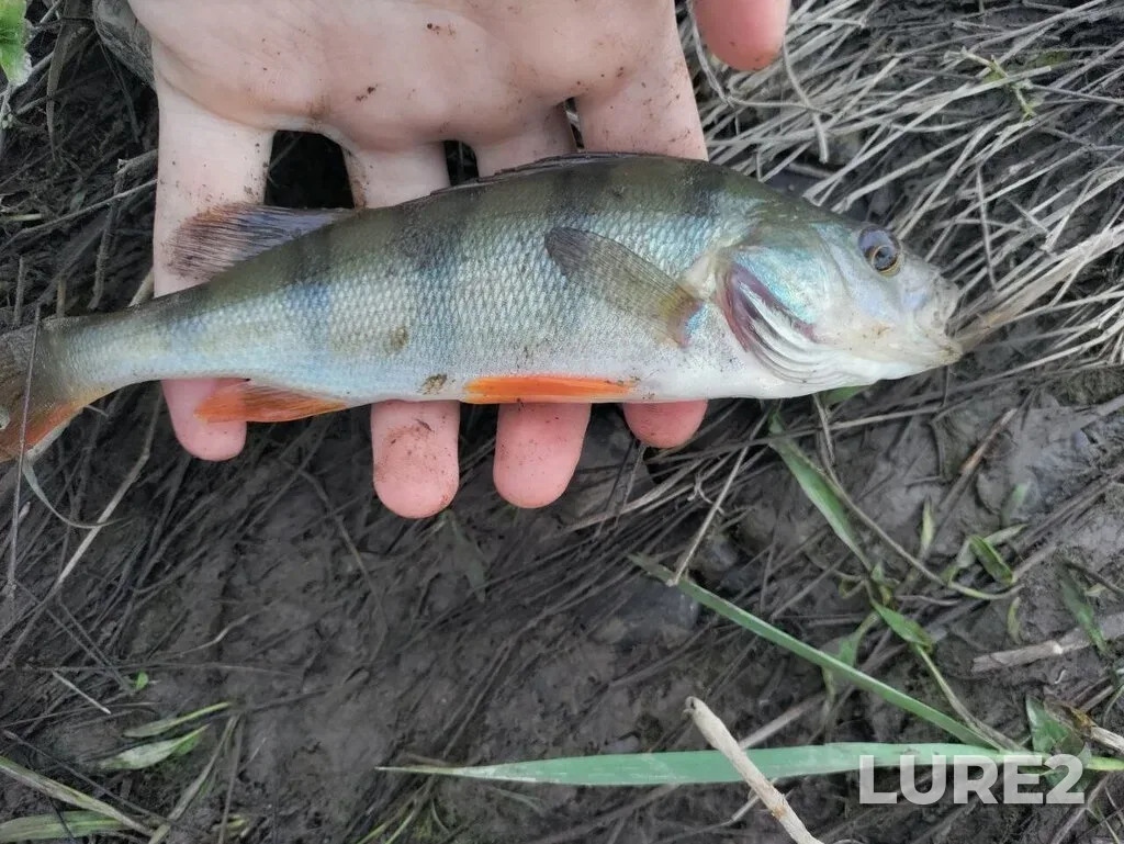Perch — Tom, Jun 03, 2025, 5:02 PM