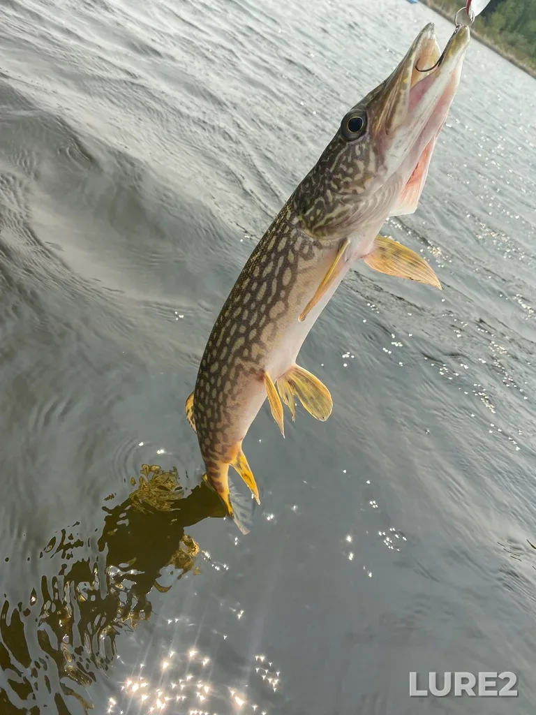 Pike — Lake Audy, May 30, 2025, 2:47 PM