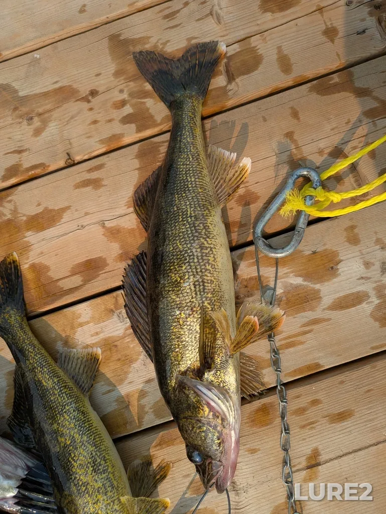 Walleye — Elora Lake, Jun 06, 2025, 5:18 PM