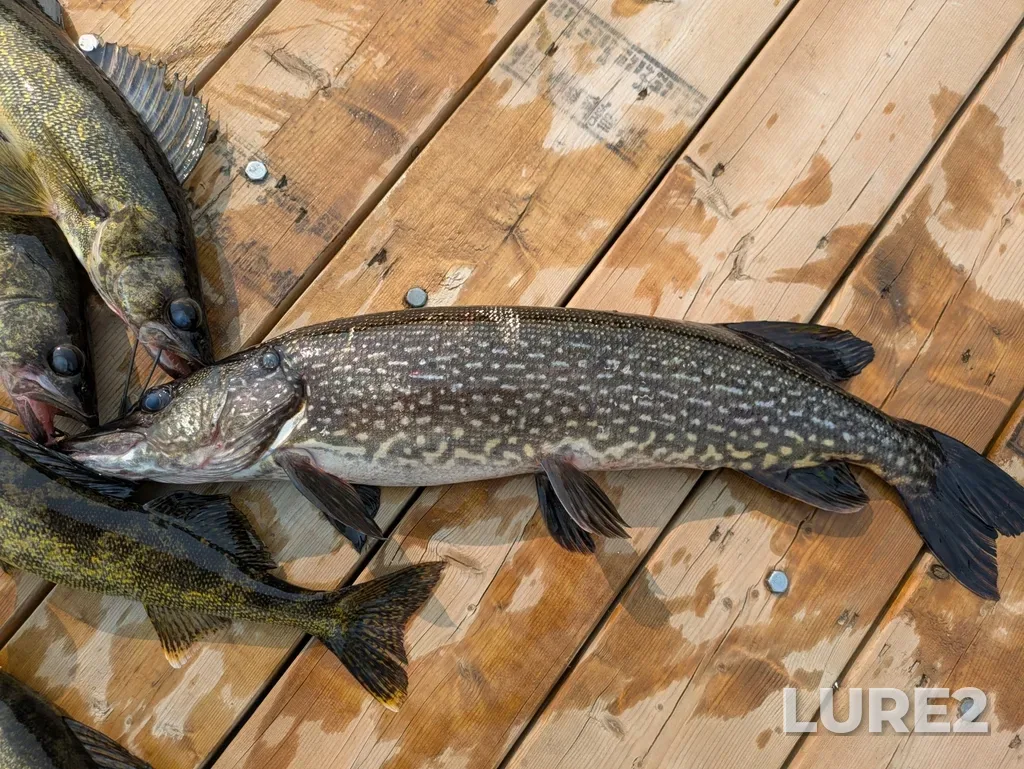 Pike — Elora Lake, Jun 06, 2025, 5:18 PM