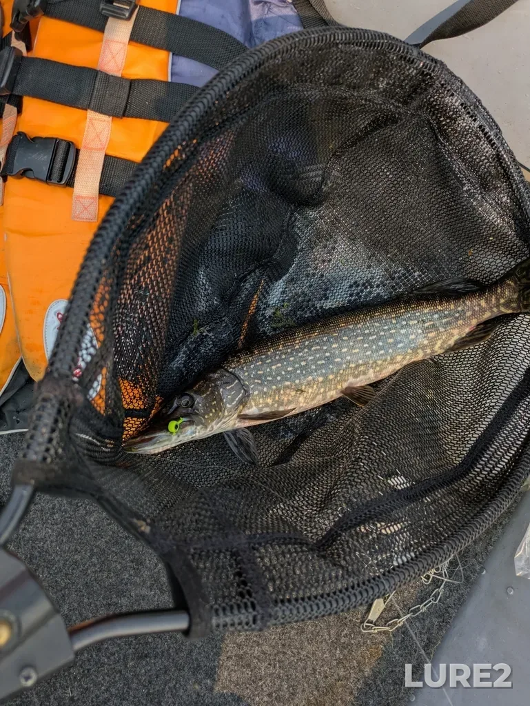 Pike — Elora Lake, Jun 07, 2025, 10:46 AM