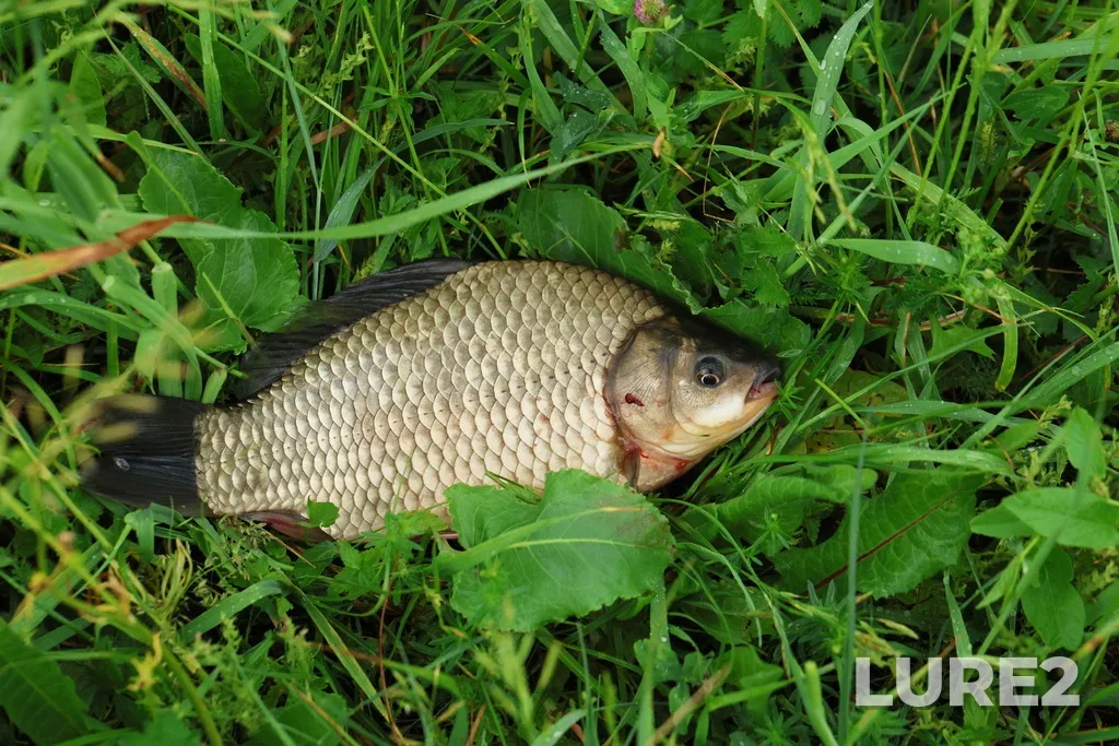 Crucian carp — pamyatnik prirody Ozero Vadskoye, Jun 07, 2025, 5:49 PM