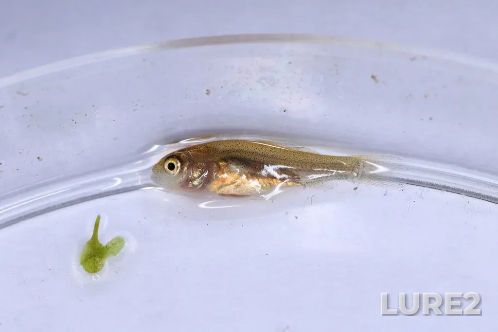 Tench — pamyatnik prirody Ozero Vadskoye, Jun 07, 2025, 10:31 PM