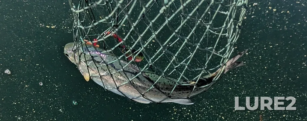 Rainbow trout — Paul Lake, Jun 08, 2025, 8:13 AM
