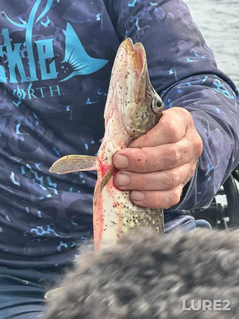 Pike — Mississagi River, Jun 08, 2025, 10:24 AM