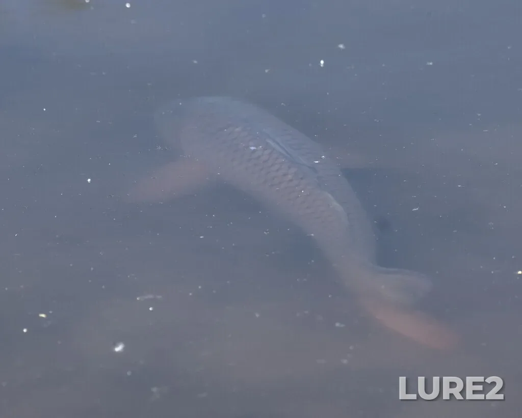 Carp — Trout Lake, May 22, 2025, 12:21 PM