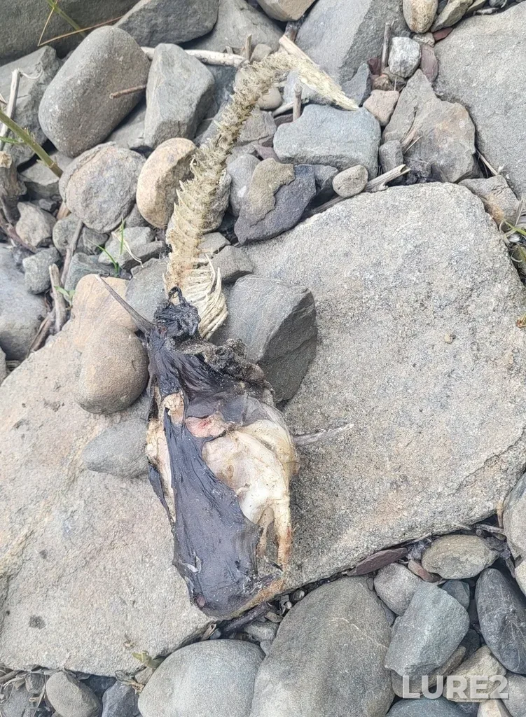 Channel catfish — Rivière Chaudière, Jun 05, 2025, 4:48 PM